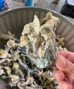 Ounce Penis Envy mushroom