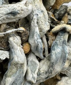 Alternative view of 1 oz Golden Teacher Mushrooms