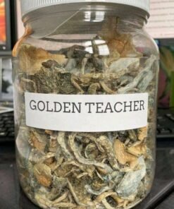 HP Golden Teacher Mushroom