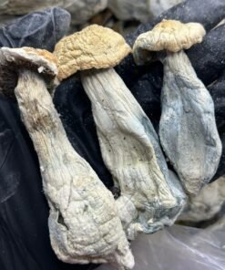 Alternative view of Vice city Organic Magis Mushroom