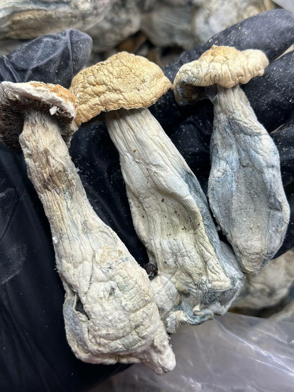 Vice city Organic Magis Mushroom - Image 2