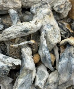 Vice city Organic Magis Mushroom