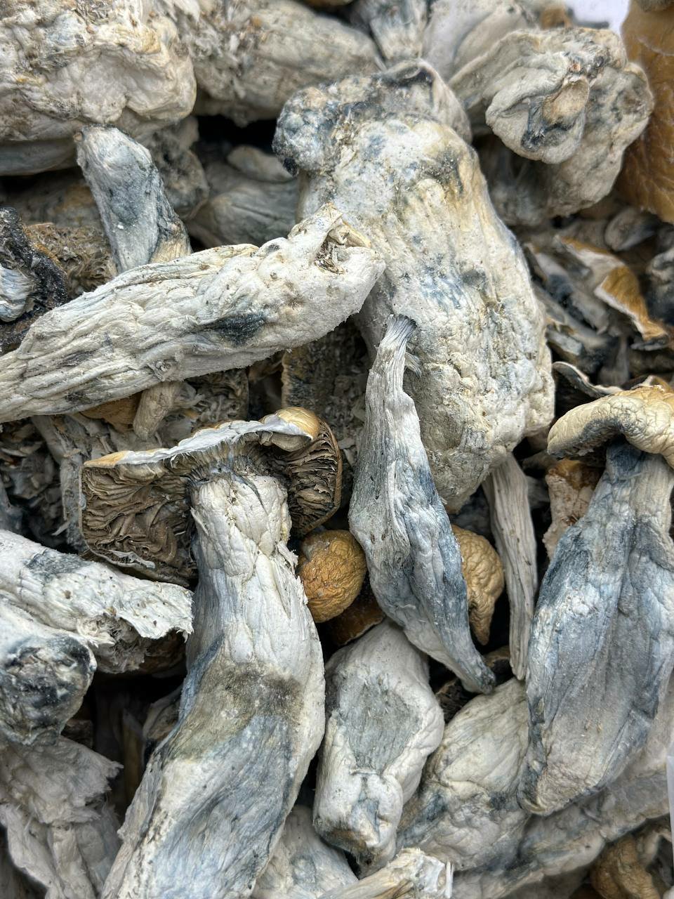 Vice city Organic Magis Mushroom