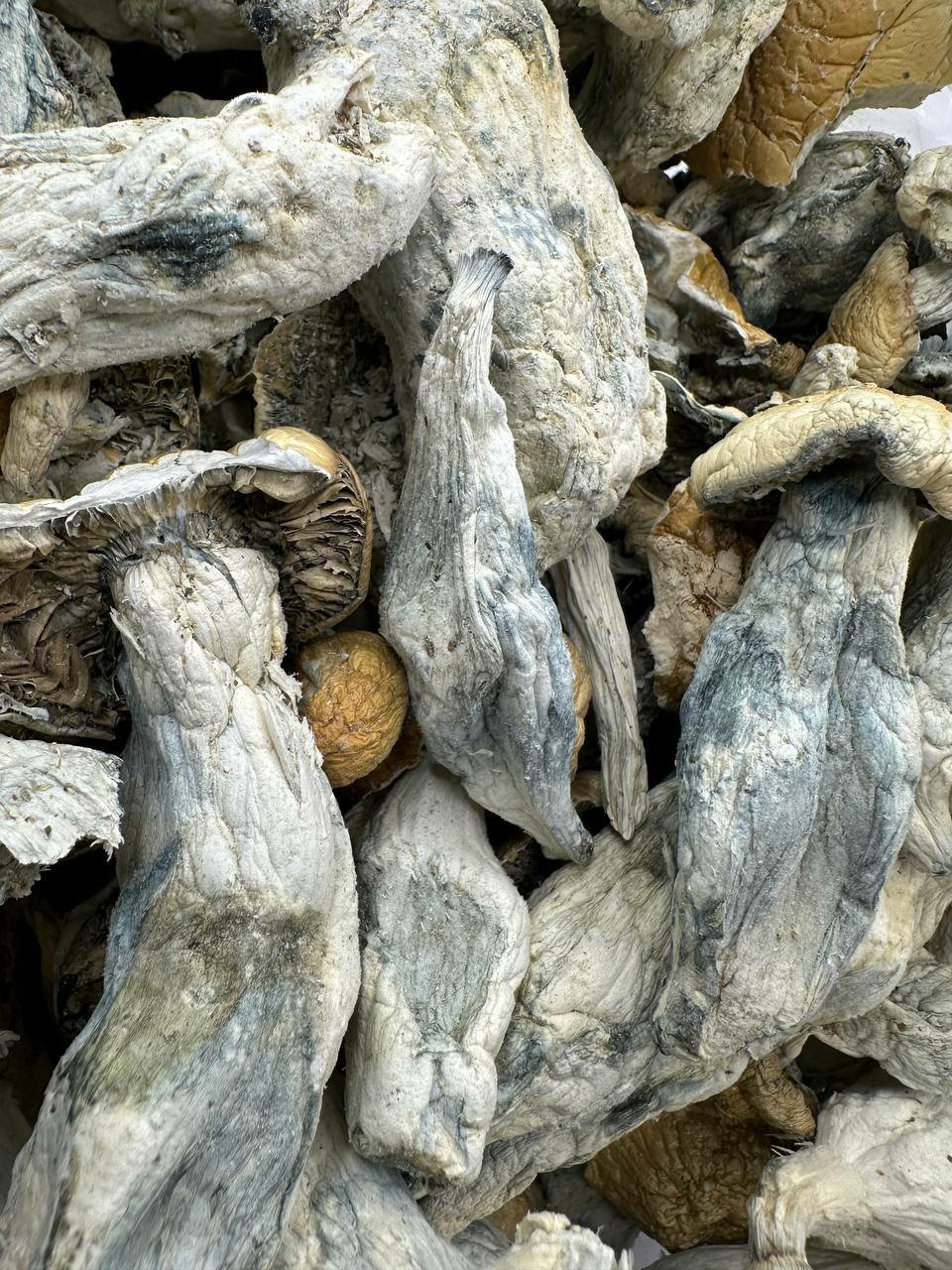 Vice city Organic Magis Mushroom - Image 3